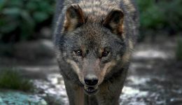 &Alpha;nisichia-stous-thrakomakedones-gia-liko