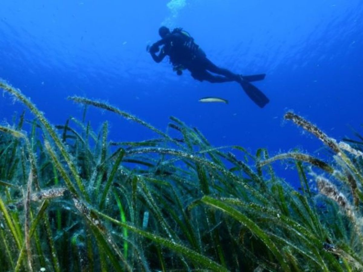 1 Μαρτίου: Παγκόσμια Ημέρα Θαλάσσιων Λιβαδιών. Κρίσιμοι Φυσικοί Πόροι σε Κίνδυνο