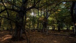 87.000-evro-epichorigisi-ston-dimo-1