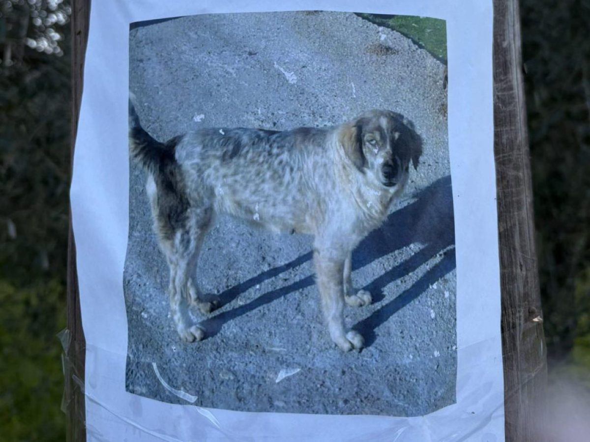 Sos στην Εύβοια: Χάθηκε σκυλάκι – Πού να καλέσετε αν το δείτε