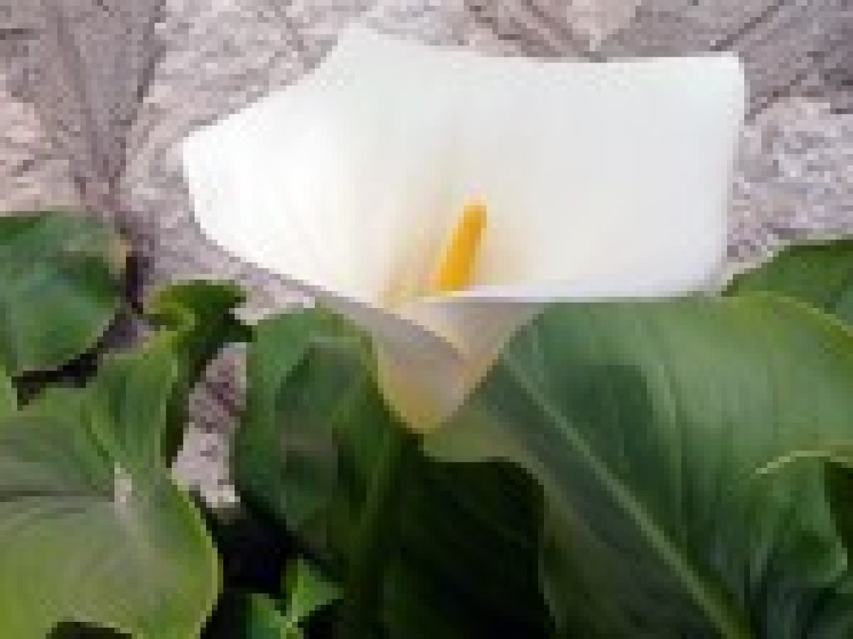 Zantedeschia aethiopica (Ζαντεδέσκια η Αιθιοπική)