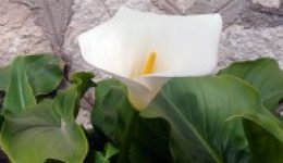Zantedeschia-aethiopica-zantedeskia-i-ethiopiki-2
