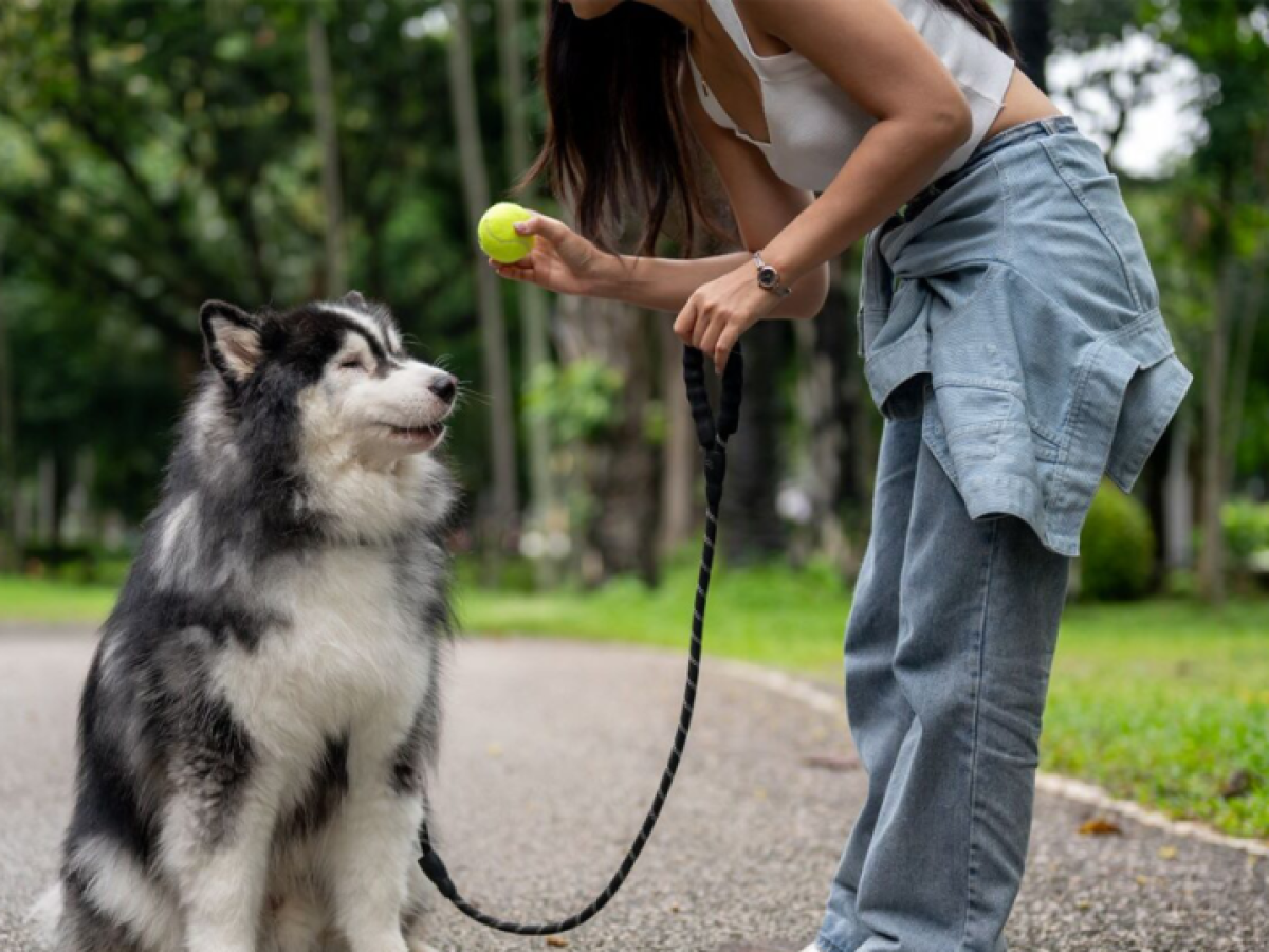 Αυτά είναι τα 3 μυστικά για μια πετυχημένη εκπαίδευση του σκύλου μας