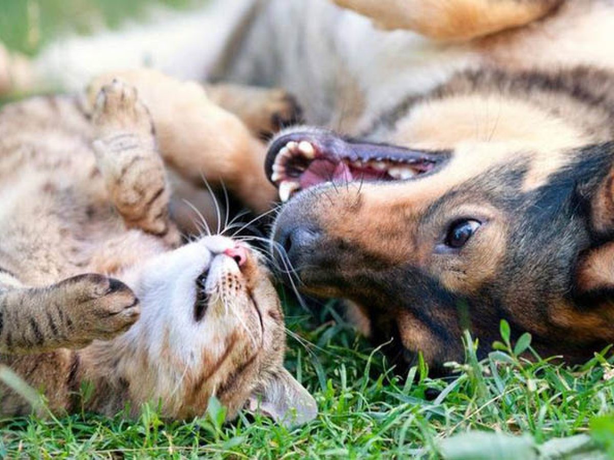 Αυξάνεται το τέλος παράδοσης δεσποζόμενων ζώων συντροφιάς στο δήμο Σπάτων – Αρτέμιδος