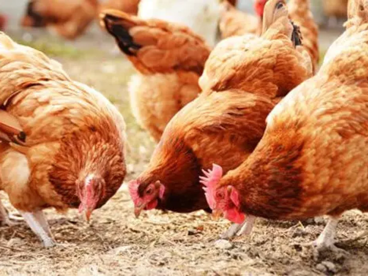 Χαλκιδική: «Φωτιά» στις Τιμές του Προπανίου Καίει τα Πτηνοτροφεία του Νομού – Κίνδυνος για την Τοπική Παραγωγή