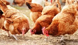 chalkidiki-fotia-stis-times-tou