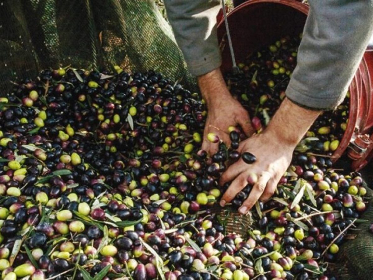 Χανιά | Εκδήλωση για τις προπτικές της ελαιοκομίας στην Κρήτη