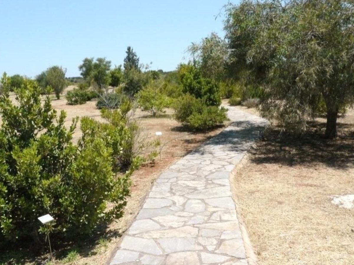 Χανιά | Πολίτες φυτεύουν δέντρα στο Πάρκο Χλωρίδας και Πανίδας – Πρώτη φορά μετά από χρόνια