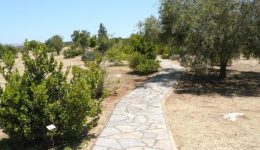 chania-polites-fitevoun-dentra-2