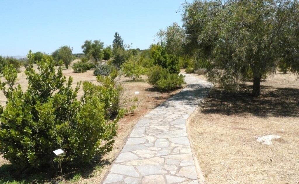 chania-polites-fitevoun-dentra-2