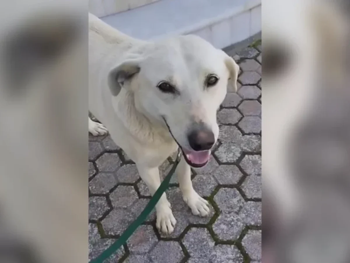 Χανιά: Σκότωσαν με σοκαριστικό τρόπο σκυλάκι στην Καλυδονία