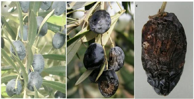 chora-enimerotiki-ekdilosi-gia-tis-1
