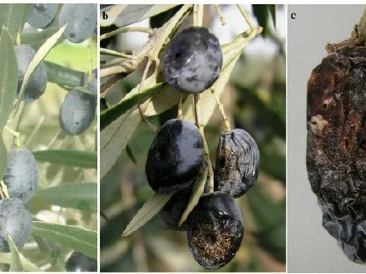 Χώρα: Ενημερωτική εκδήλωση για τις μυκητολογικές ασθένειες της ελιάς, την πρόληψη και την αντιμετώπιση