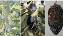 chora-enimerotiki-ekdilosi-gia-tis-2