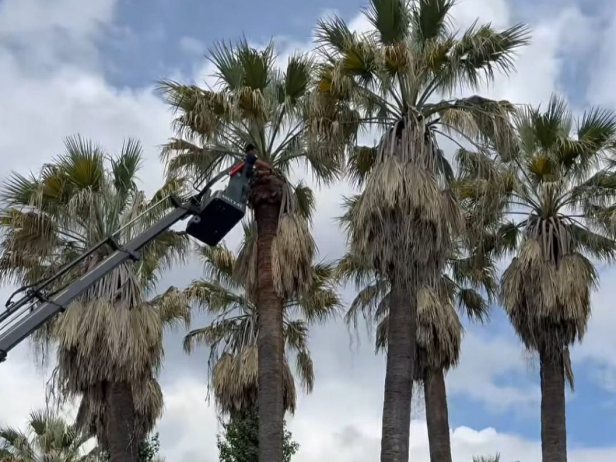 Χρήστος Βούρβαχης: Το Μεσολόγγι ανθίζει με αφορμή την άνοιξη και τις παρεμβάσεις του τμήματος πρασίνου