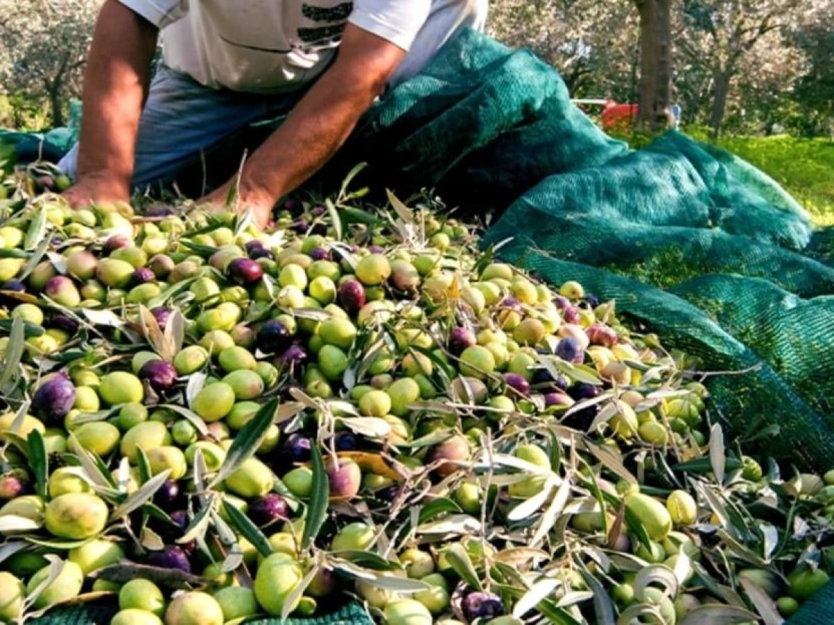 ΧΑΝΙΑ: Καταγγελία! Μήνυμα σε κινητά από Κέντρο Υποδοχής Δηλώσεων για το Ελαιοκομικό Μητρώο! Πως διαρρέονται προσωπικά δεδομένα; (φωτογραφία)