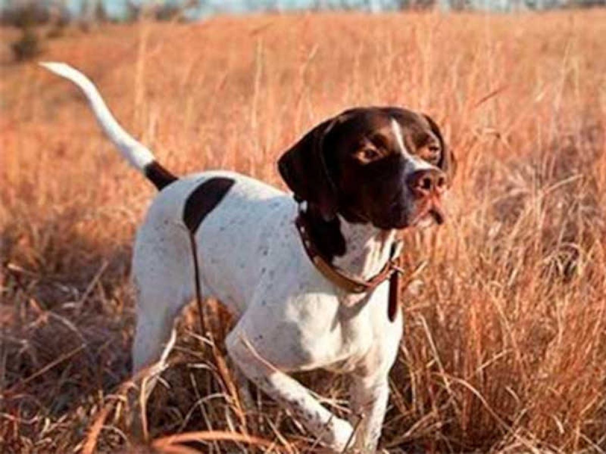 Δασική απαγορευτική διάταξη εκγύμνασης κυνηγόσκυλων