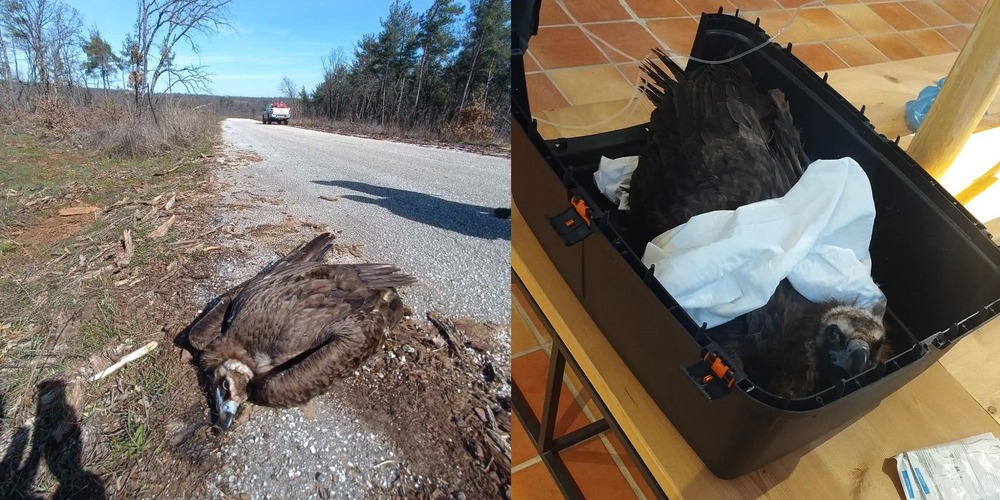 dasos-dadias-lefkimis-nekri-mavrogipas-ke-1