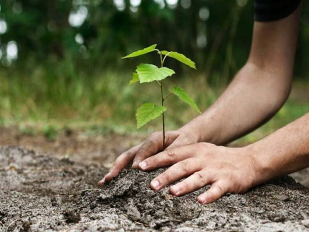 Δεντροφύτευση από τον Δήμο Δράμας στον Κορύλοβο στο πλαίσιο της Παγκόσμιας Ημέρας Δασών