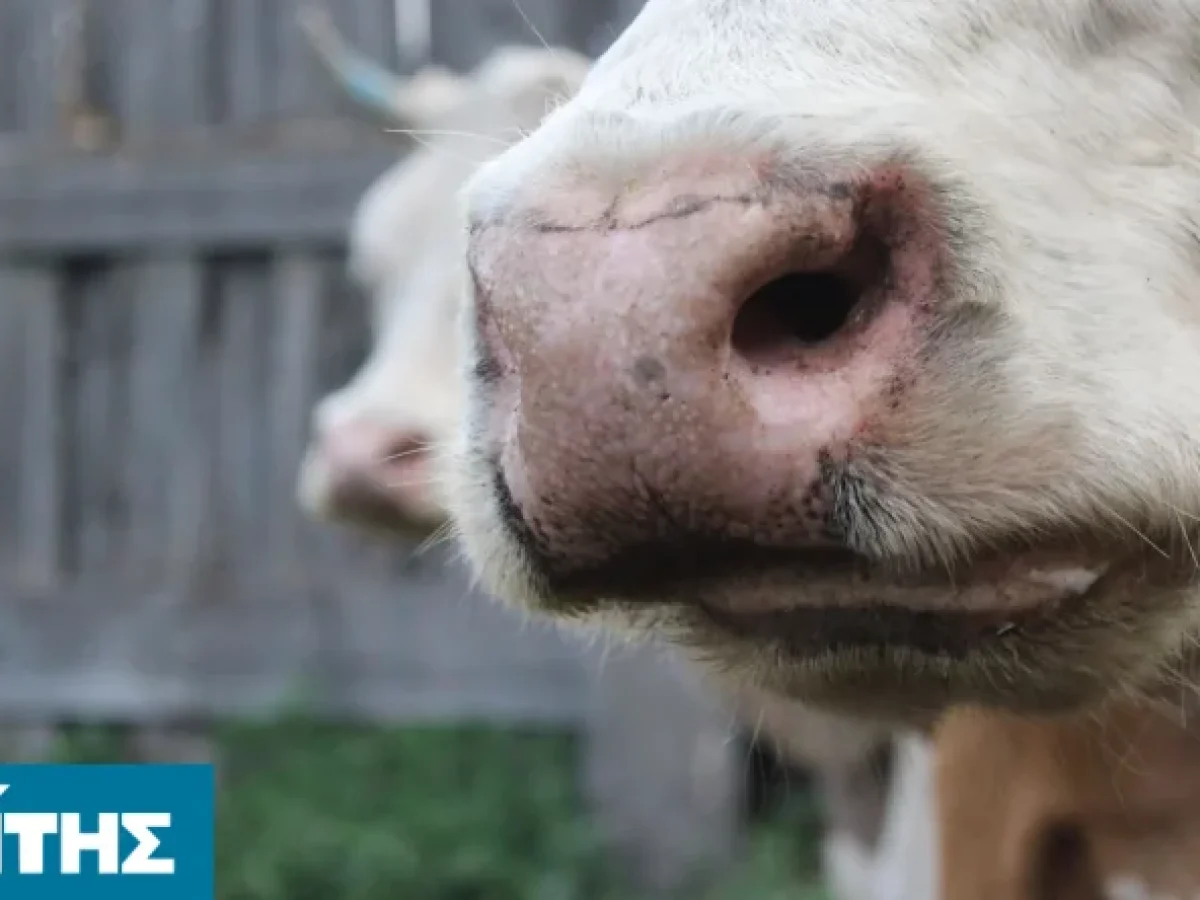 Διαδικτυακή ενημέρωση για τον αφθώδη πυρετό