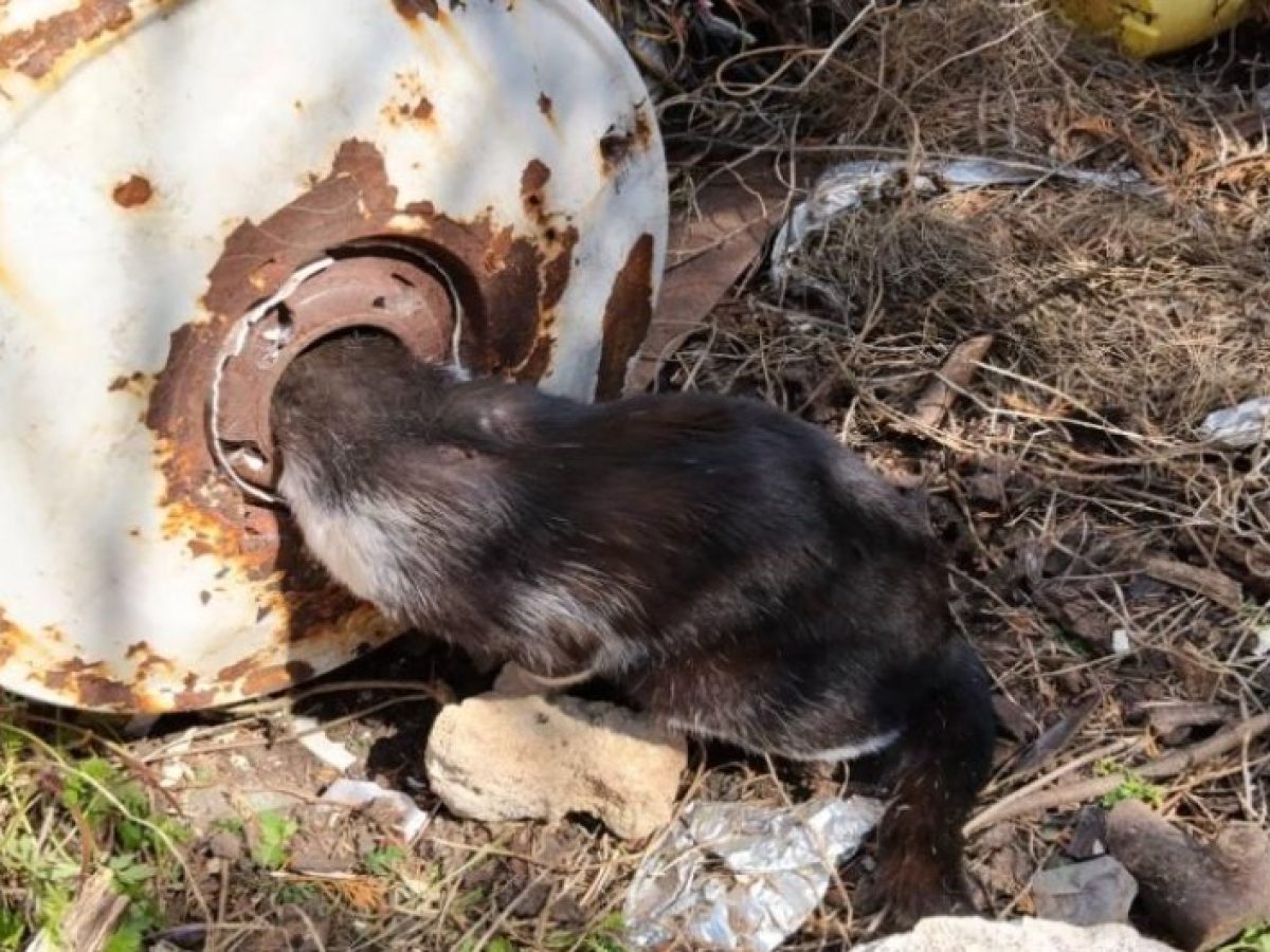 Διάσωση γάτας στην Κεφαλονιά (video)