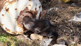 diasosi-gatas-stin-kefalonia-video-2