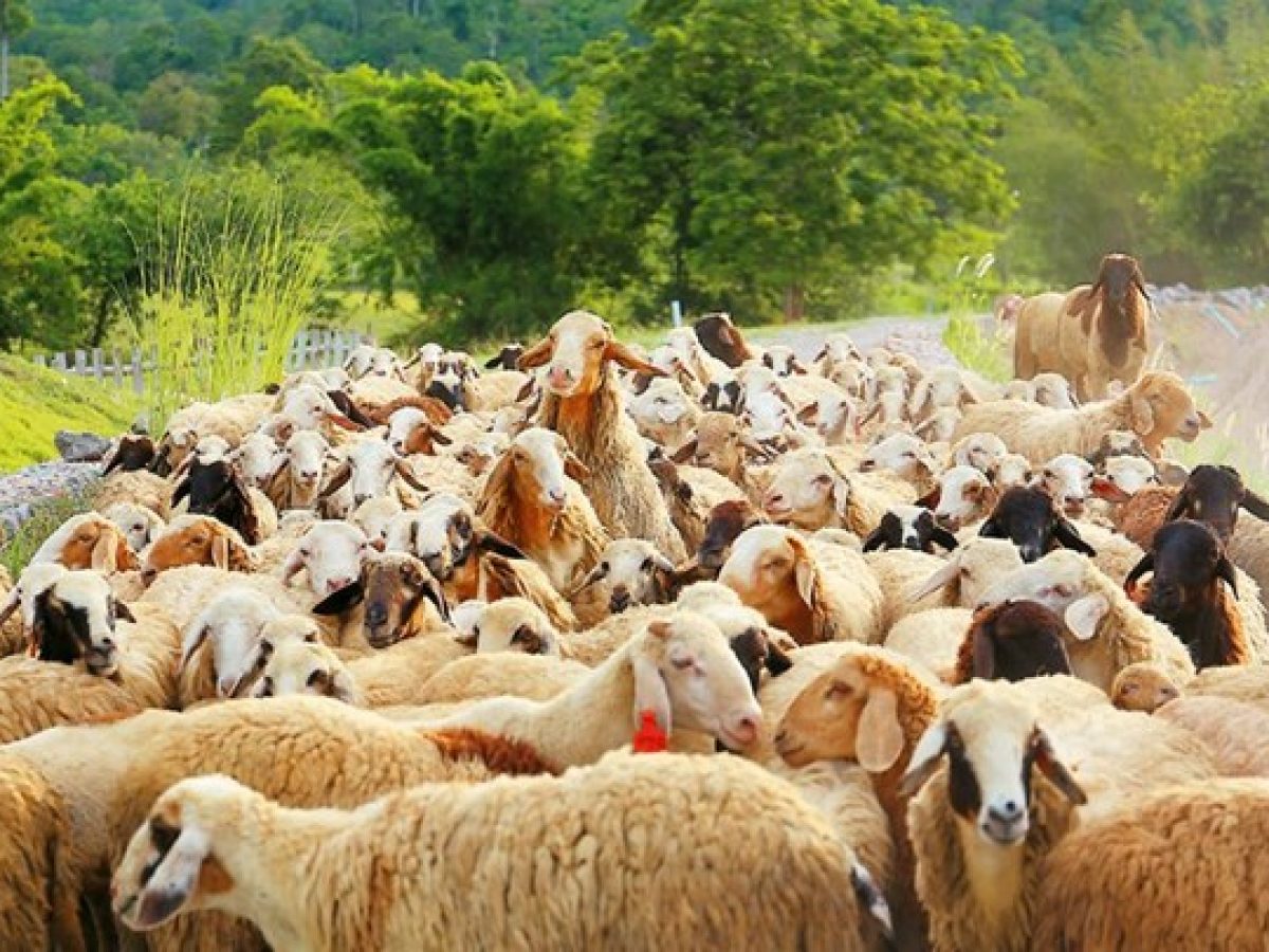 Διευκρινίσεις σχετικά με τα μέτρα περιορισμού των μετακινήσεων αιγοπροβάτων σε περιοχές που έχουν πληγεί από την ευλογιά