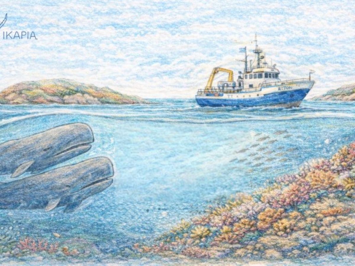 Διεθνές ντοκιμαντέρ αναδεικνύει τα «κρυμμένα» κοράλλια μεταξύ Ικαρίας και Φούρνων