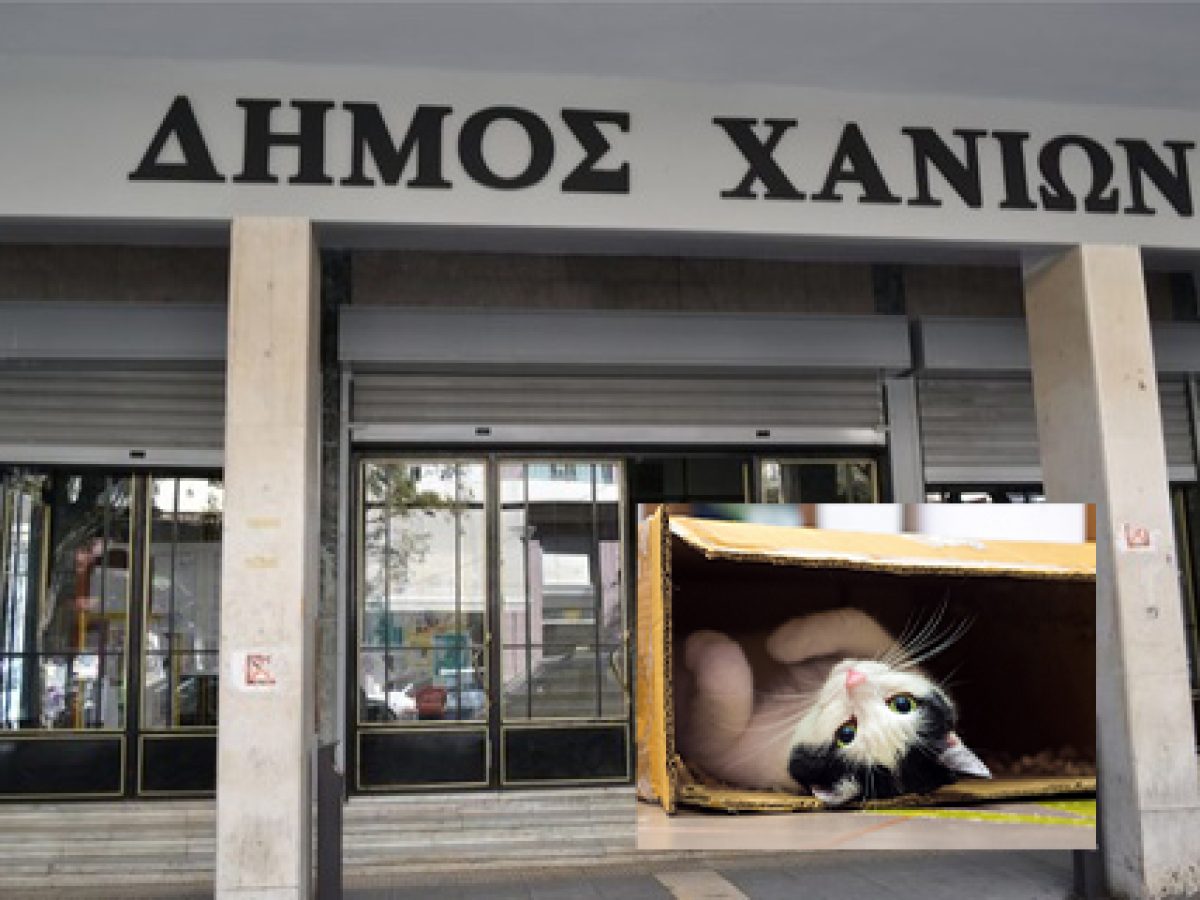 Δήμος Χανίων: Μήνυση για άρρωστο γατάκι σε χαρτόκουτα – Το άφησαν στην υπηρεσία με σημείωμα