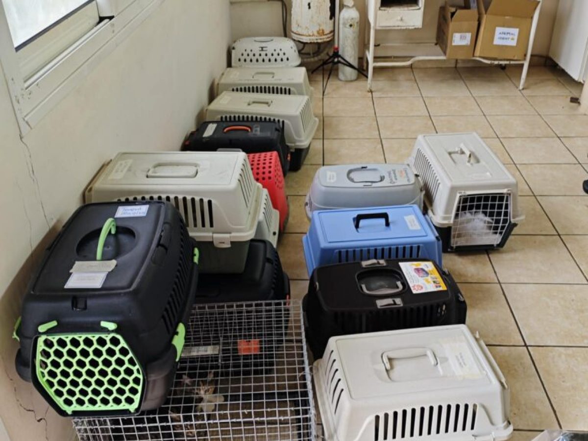 Δήμος Χίου: 241 στειρώσεις αδέσποτων γατών με τη στήριξη εθελοντών και πολιτών