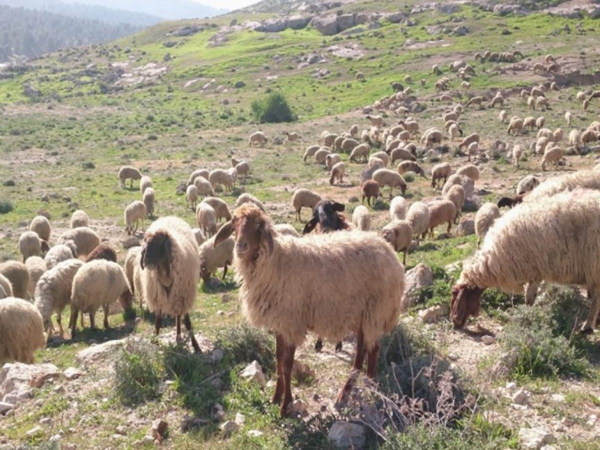 Δήμος Αμφιλοχίας: Κρούσμα ευλογιάς αιγοπροβάτων στην περιοχή – Ζητά αυστηρή τήρηση των μέτρων