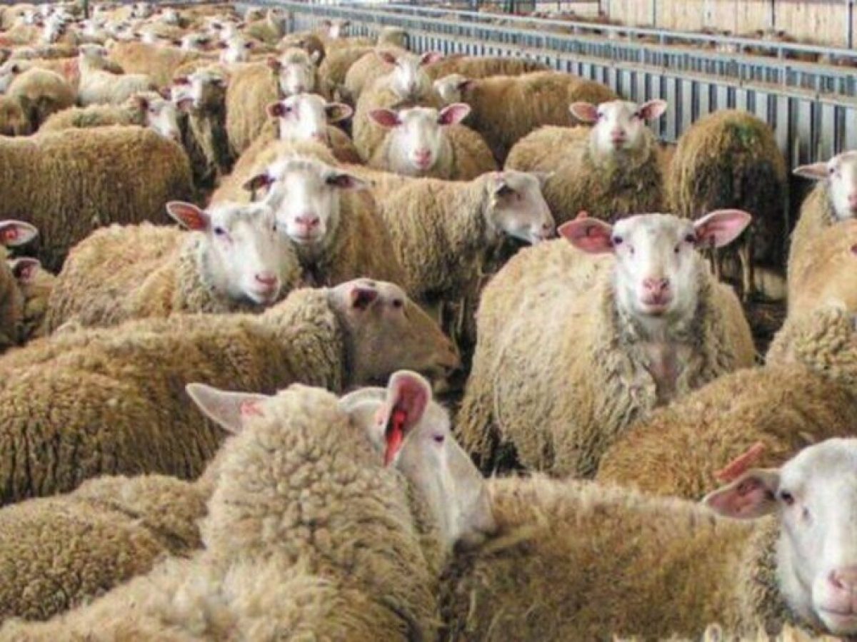 Δυτ.Αχαΐα: Πιάστηκε για παραβίαση των μέτρων κατά της ευλογιάς των αιγοπροβάτων