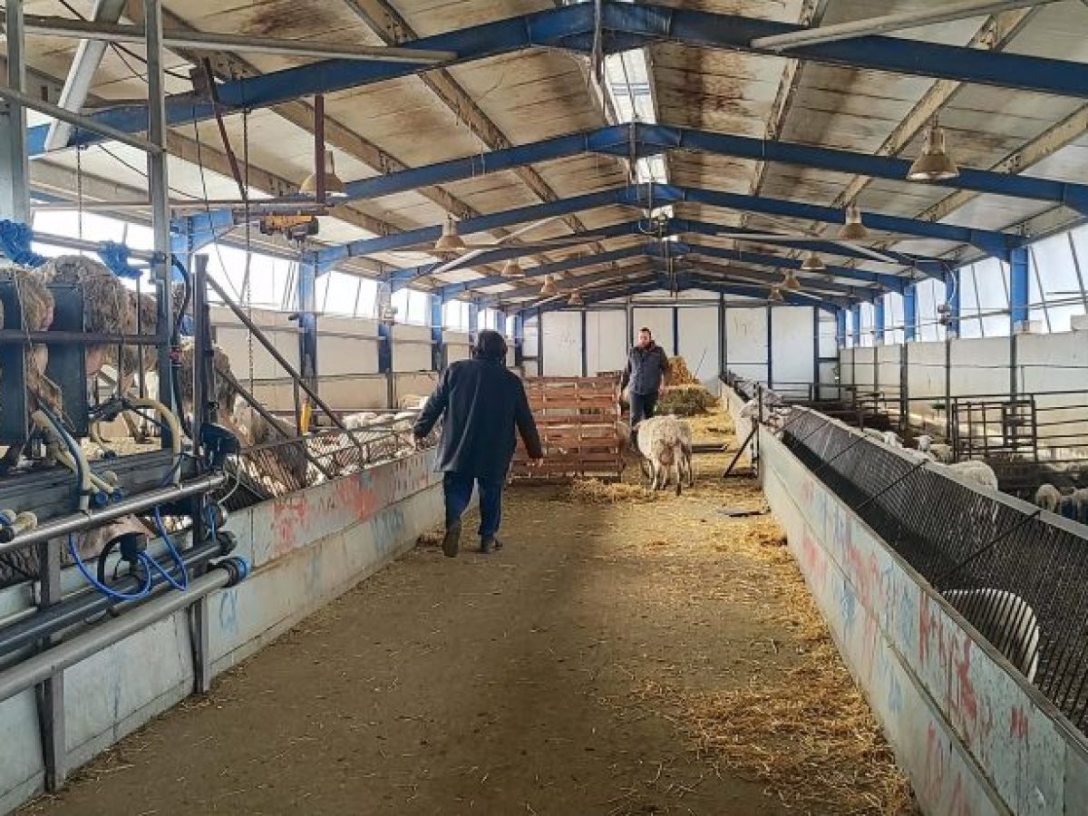 Δυτική Μακεδονία: Δέσμευση από το υπουργείο Αγροτικής Ανάπτυξης για άρση των περιοριστικών μέτρων – Σε αδιέξοδο οι κτηνοτρόφοι