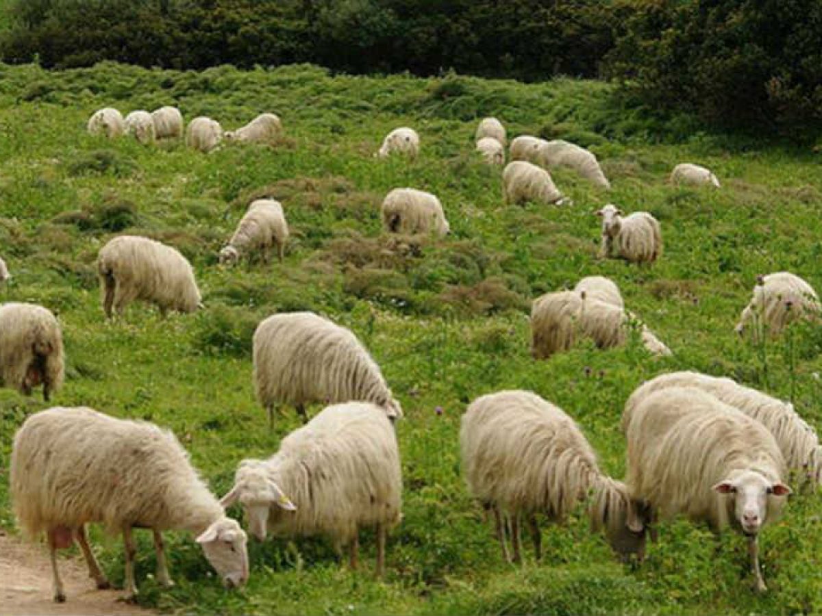 Δυτική Αχαΐα: Σύλληψη κτηνοτρόφου στο Πουρνάρι για παραβίαση των μέτρων για την ευλογιά