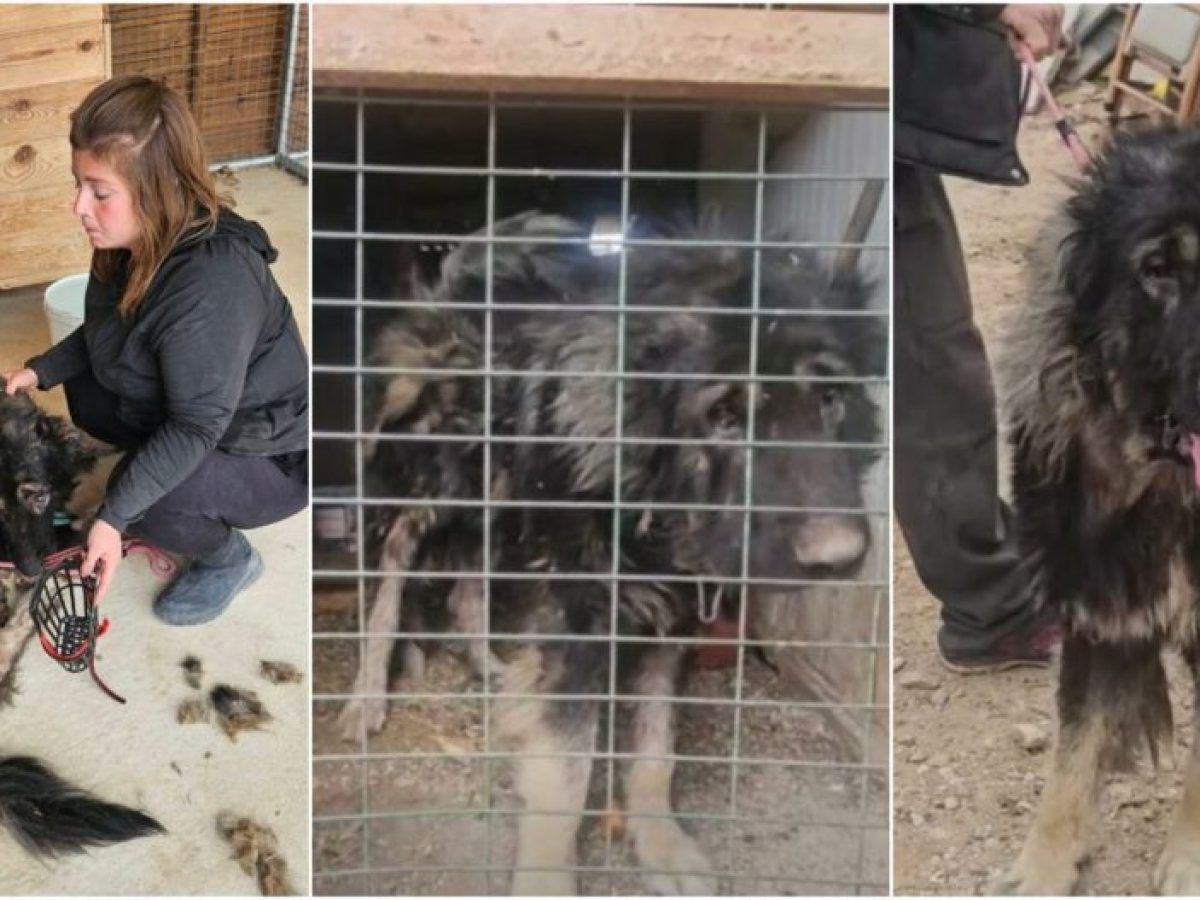 Δήμος Γλυφάδας: Μηδενική ανοχή στην κακοποίηση ζώων – Τέλος στο μαρτύριο του Byron (VIDEO&ΕΙΚΟΝΕΣ)