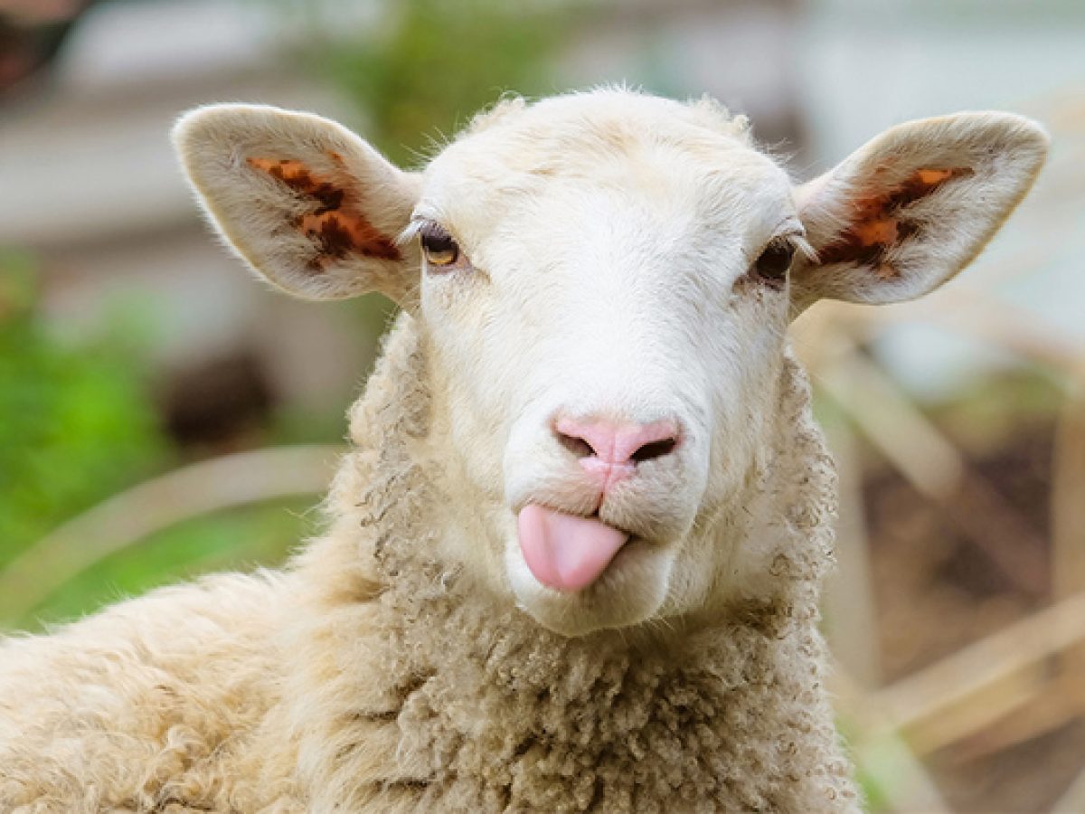 ΔΙΑΒΑΣΤΕ:Ποιόν Αύγουστο;;;Από 19 Μαίου τους ενημέρωναν για τον αφθώδη και τρέχουν τώρα!!!!