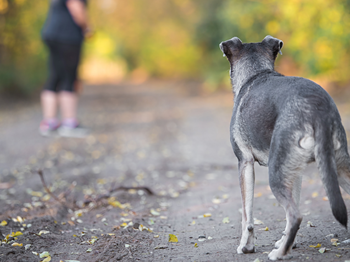 Δοκίμι Αγρινίου: Βαρύ πρόστιμο 2.900€ για παραβίαση της νομοθεσίας περί ζώων