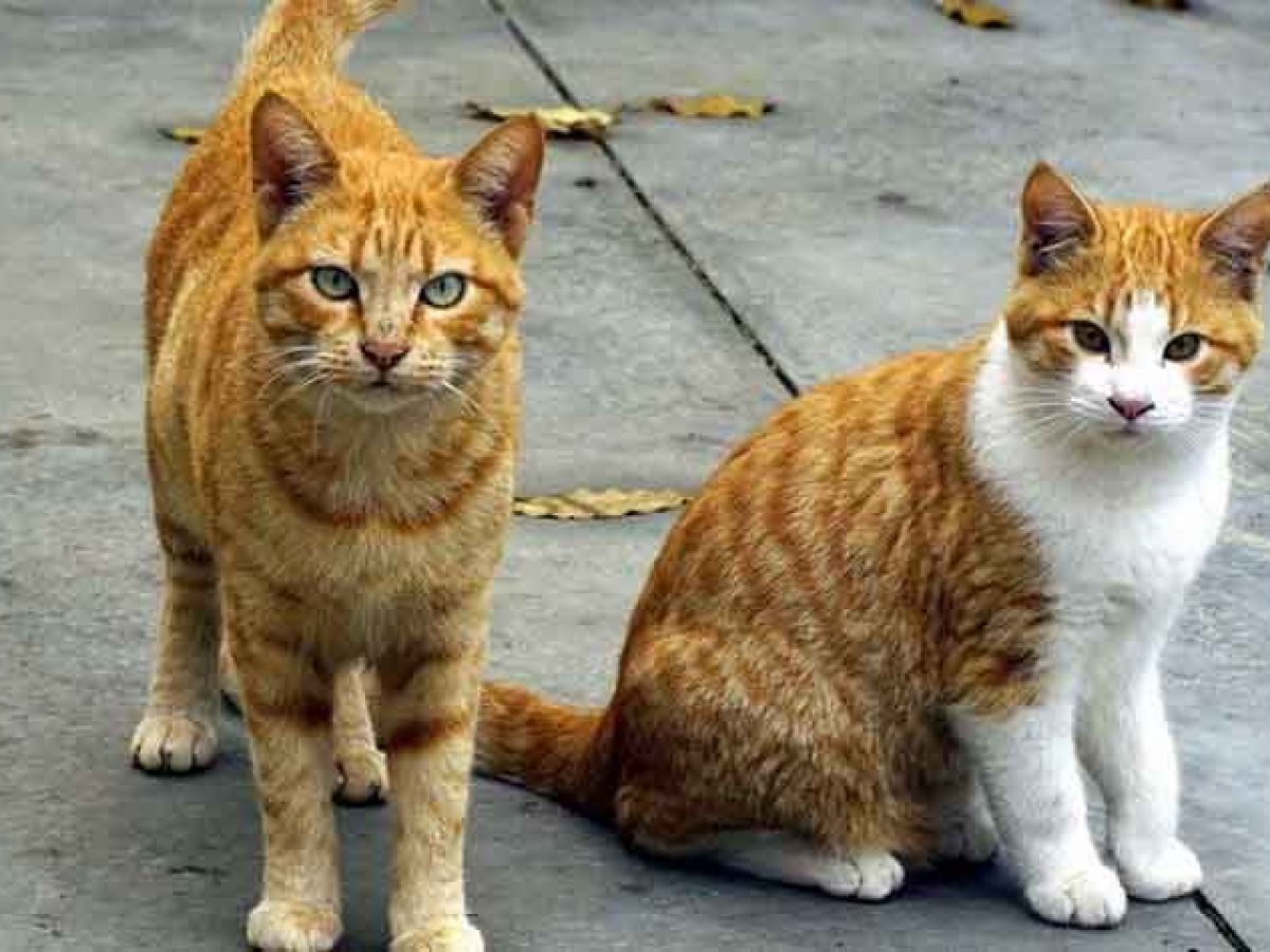 Δωρεάν εκπαιδευτικό σεμινάριο περισυλλογής αδέσποτων γατών