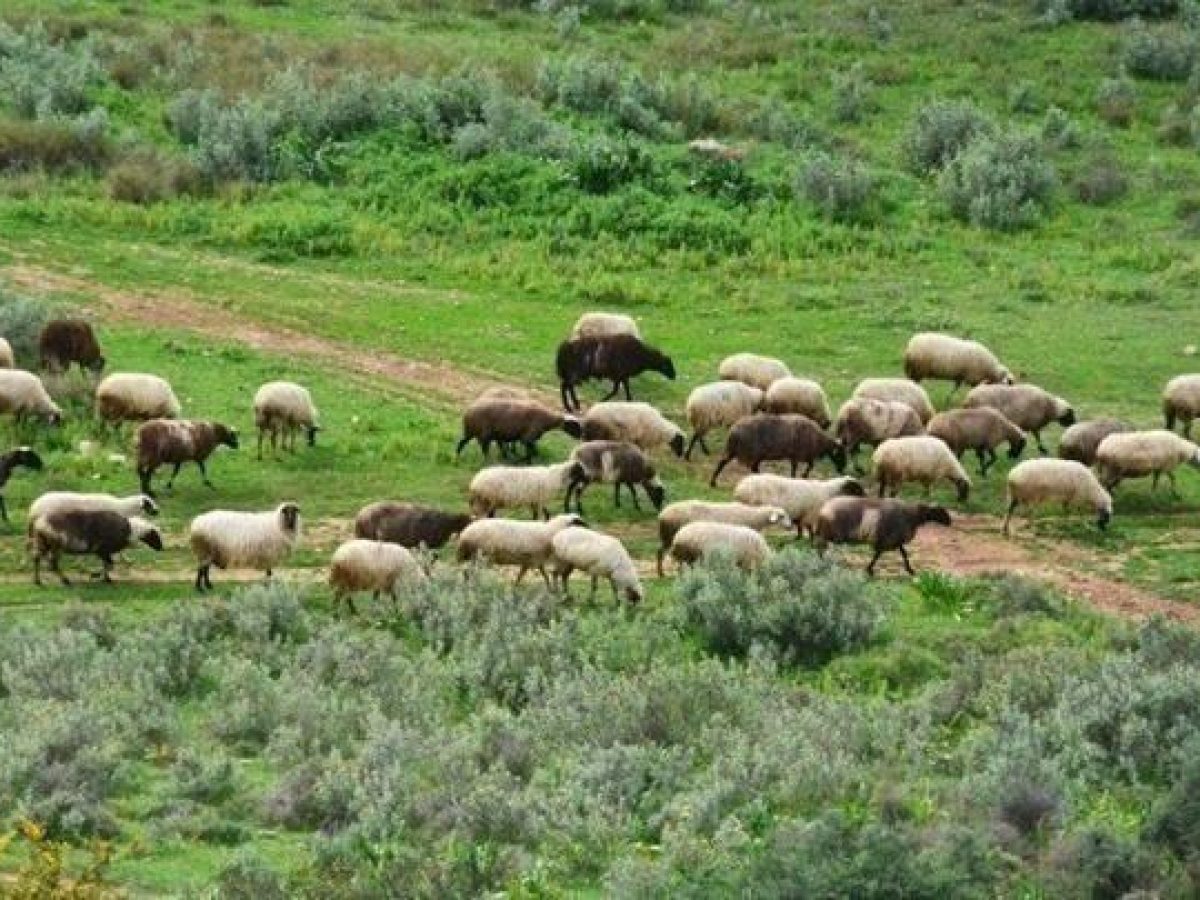 ΕΕΕΔΕ: Επικαιροποιημένα συγκεντρωτικά στοιχεία για την ευλογιά αιγοπροβάτων (Ενημέρωση 05/03/2026)