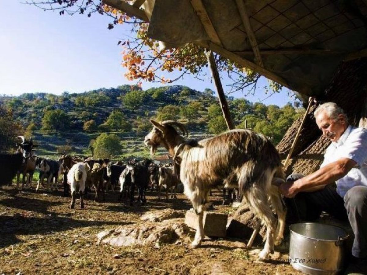 ΕΦΙΑΛΤΗΣ:15 κρούσματα αφθώδους πυρετού στη Λέσβο-Μαζικές θανατώσεις ζώων