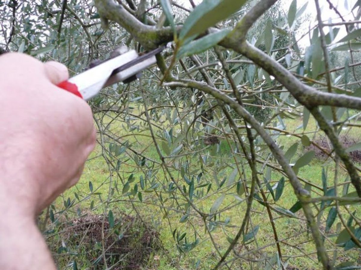 Εκπαίδευση στο κλάδεμα της ελιάς και καλές πρακτικές για το Εξαιρετικό Παρθένο Ελαιόλαδο στο Άδελε Ρεθύμνου