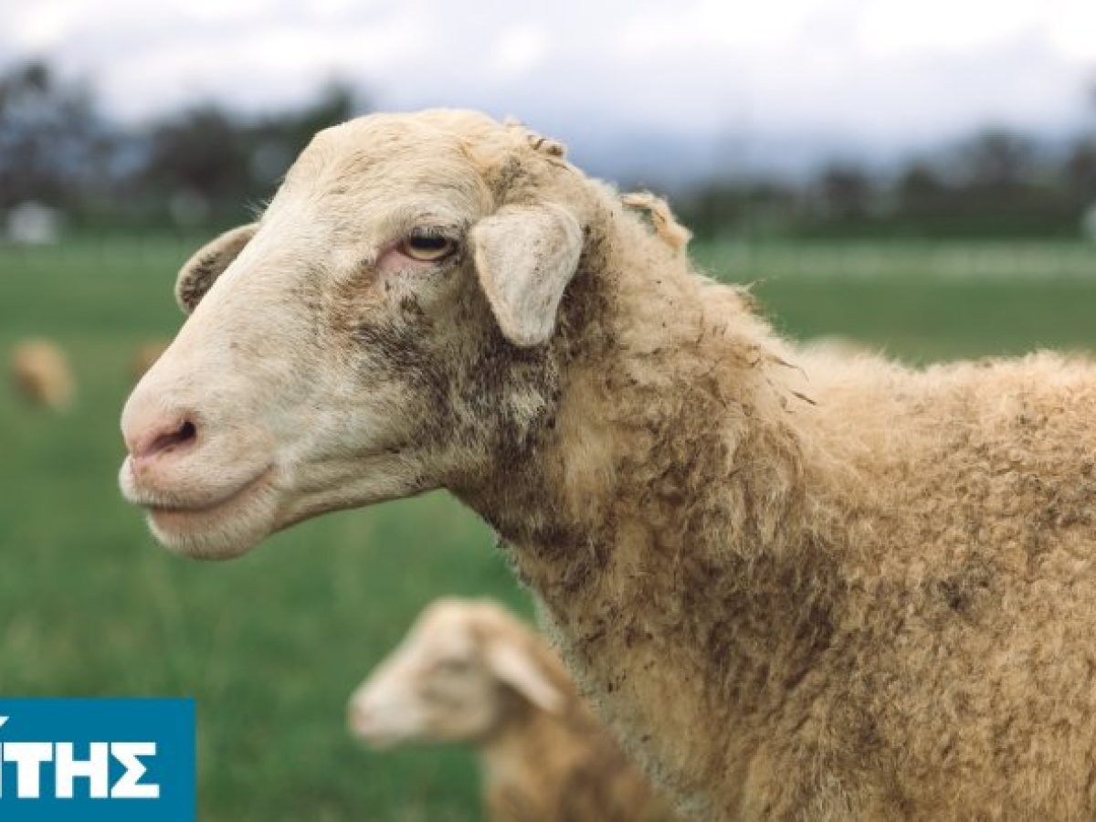 Έλεγχοι σε 177 εκτροφές για τον αφθώδη πυρετό στη Λέσβο