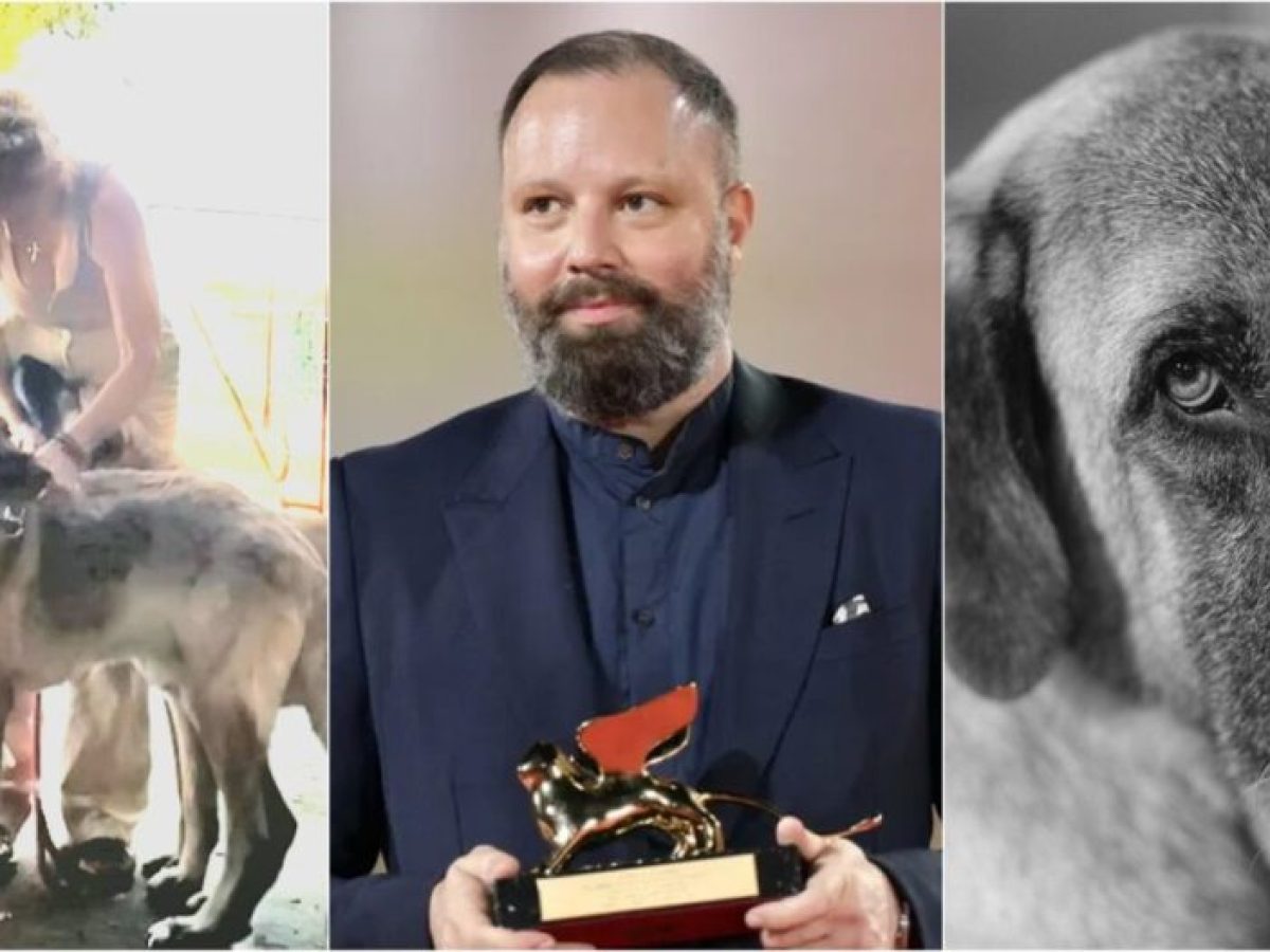 Ένα «Όσκαρ» ζωής για τον Βύρωνα: Το ετοιμοθάνατο αδέσποτο της Γλυφάδας που υιοθέτησε ο Γιώργος Λάνθιμος