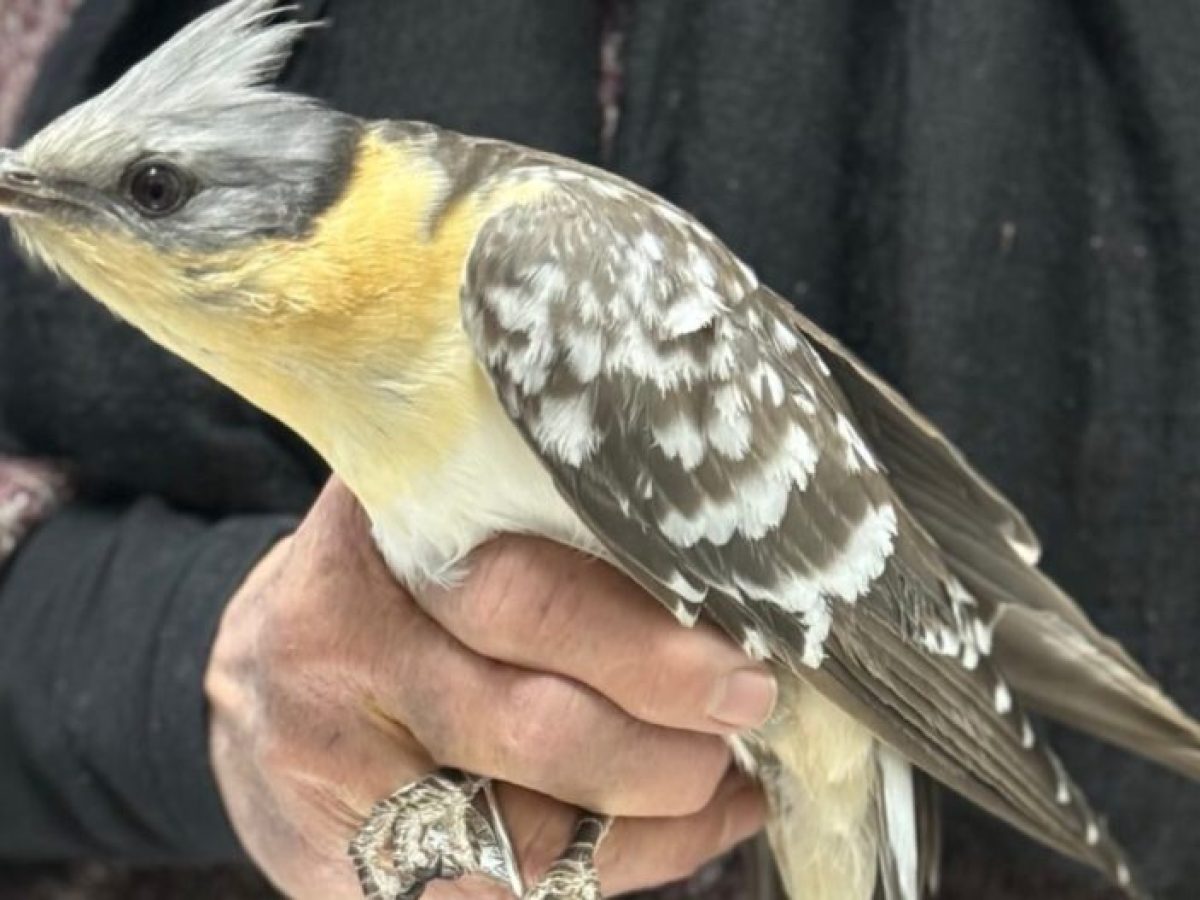 Ένας φτερωτός «κούκλος» στη Βούλα: Η διάσωση ενός Κισσόκουκου από την ΑΝΙΜΑ