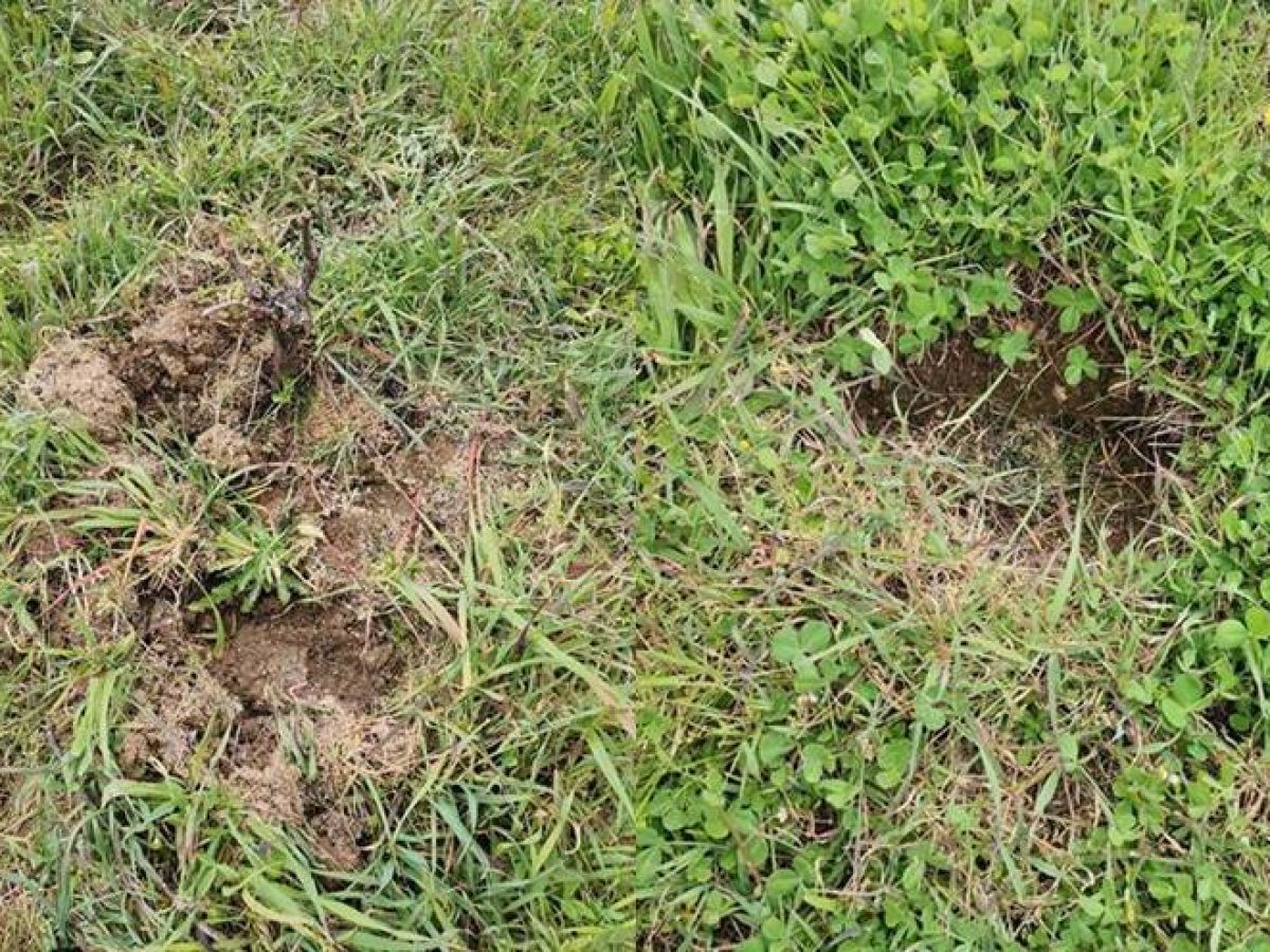 Έντονη ανησυχία στον αγροτικό κόσμο για τους αγριόχοιρους. Σκληρή κριτική Γιώργου Λάφη σε μελέτη και κυβερνητικούς χειρισμούς