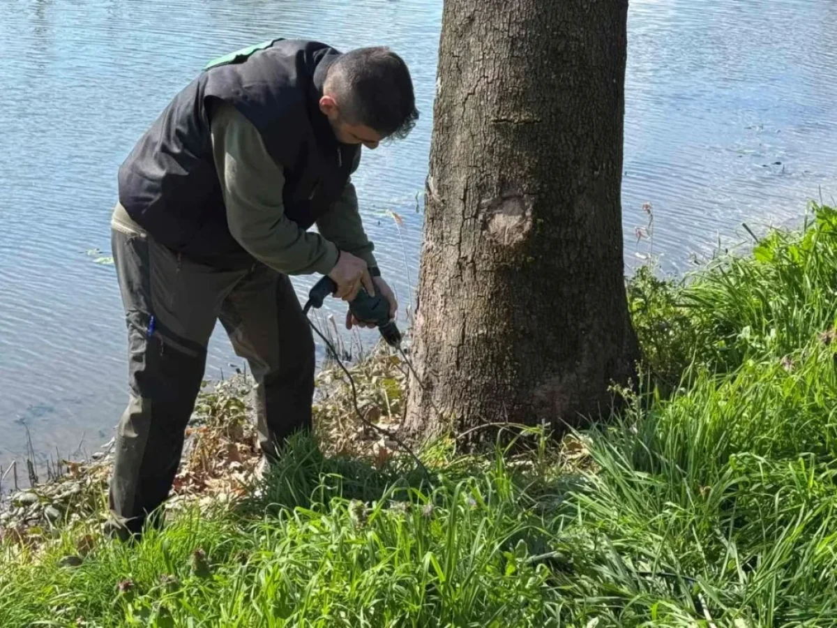 Εντοπίστηκε έλκος πλατάνου στον Λουδία – Υλοτομήθηκαν 11 προσβεβλημένα δέντρα από τον Δήμο Πέλλας