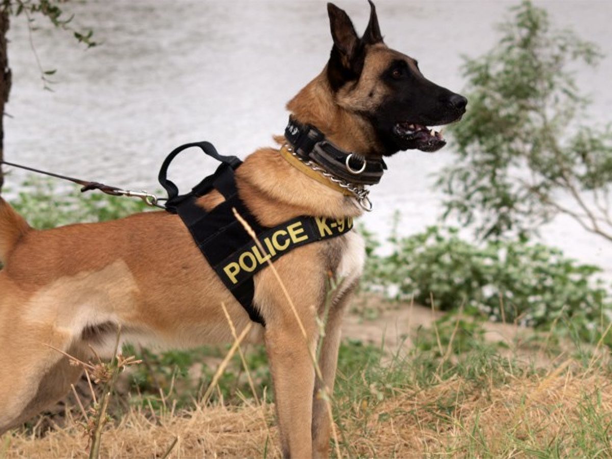 Επιχείρηση της ΕΛ.ΑΣ. στη Θράκη: Οκτώ συλλήψεις για ναρκωτικά – Ο σκύλος «Andor» ξετρύπωσε κάνναβη και ζυγαριές