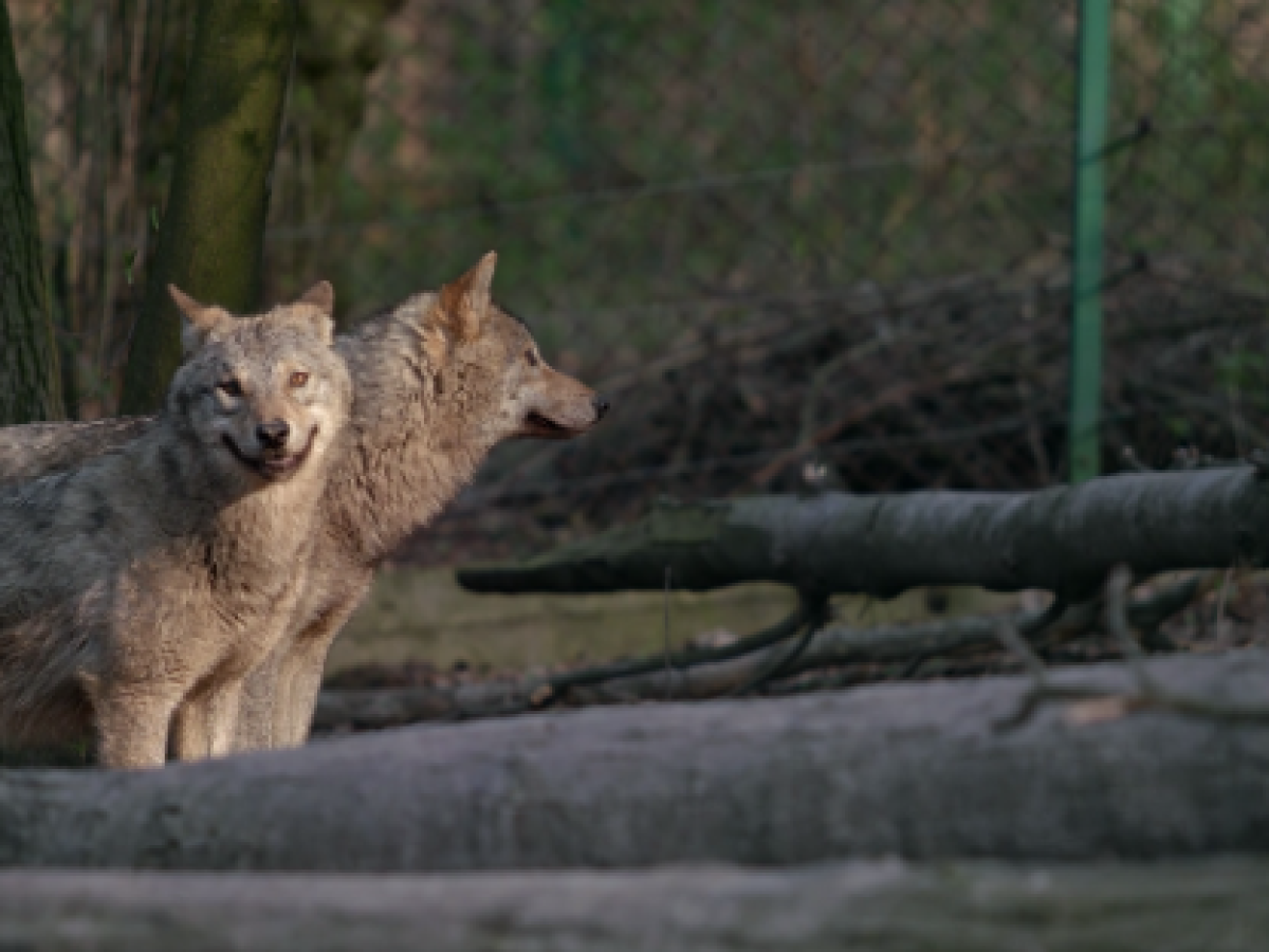 Επιθέσεις λύκων στη Ναυπακτία μέχρι και κατοικίδια. Βίντεο – Δηλώσεις