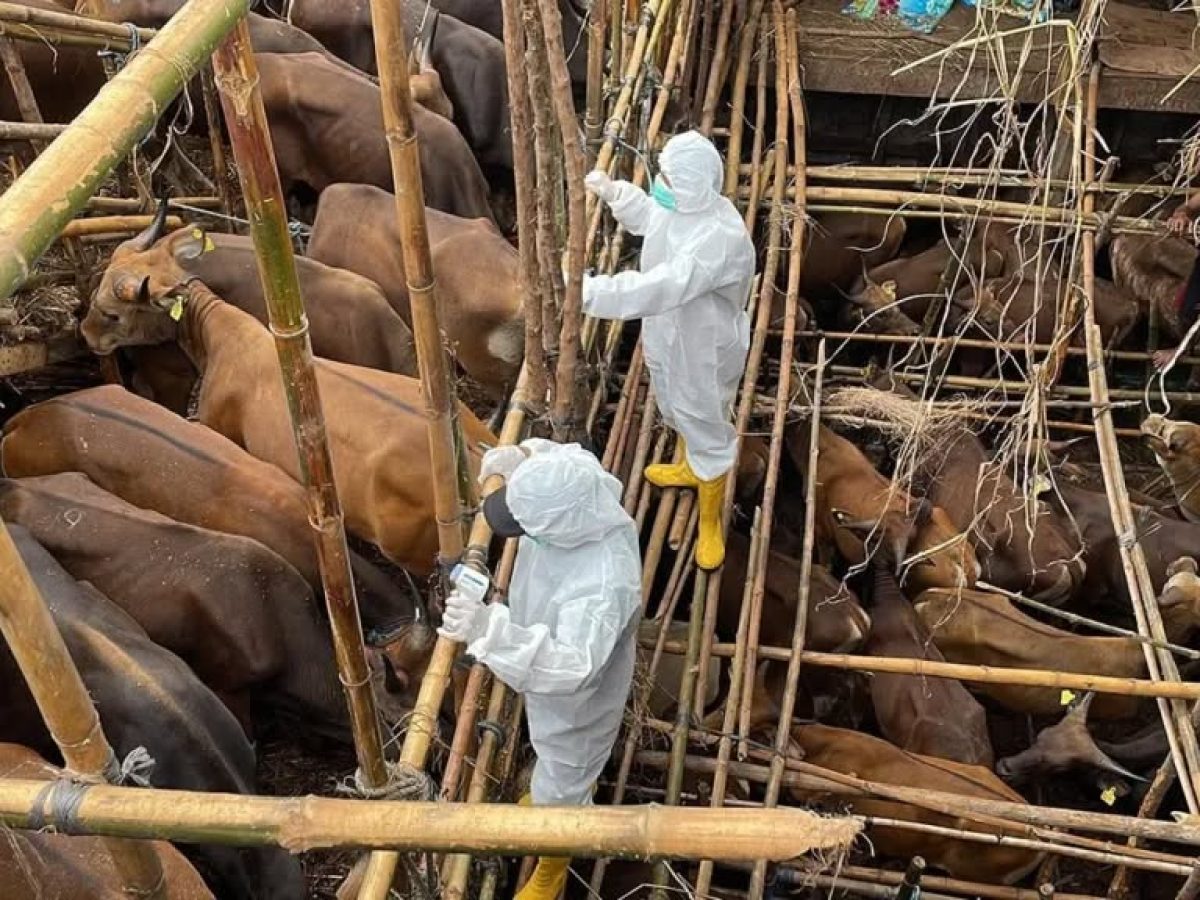 Επιβεβαιώθηκε:Ο αφθώδης πυρετός βρίσκεται στη Λέσβο