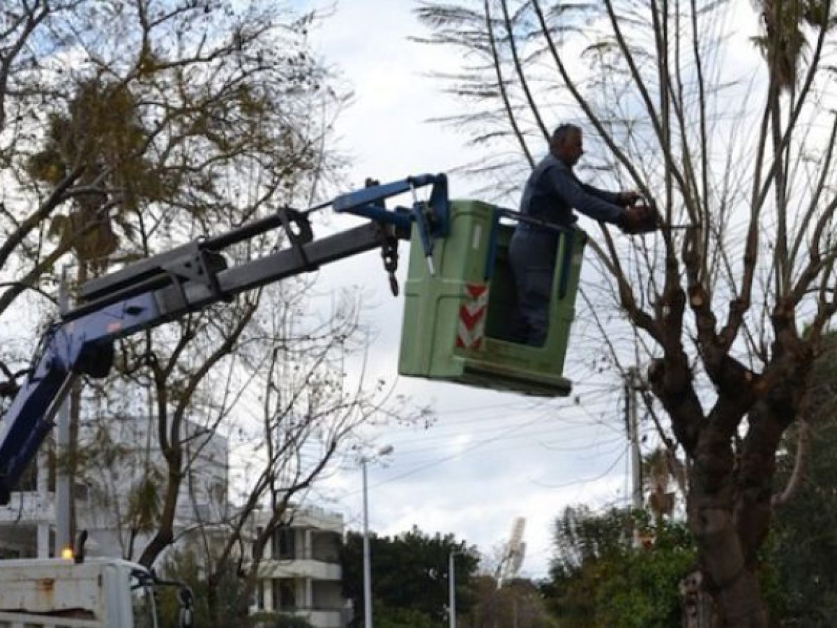 Εργασίες κλαδέματος σε τρεις περιοχές του Δήμου Χανίων από τη Δευτέρα